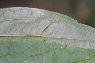 Clematis virginiana, leaf - margin of upper + lower surface