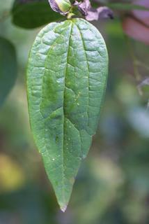 Clematis virginiana, leaf - on upper stem