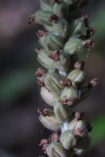 Goodyera pubescens, fruit - lateral or general close-up