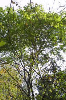 Juglans cinerea, whole tree or vine - view up trunk