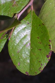 Vaccinium arboreum, leaf - whole upper surface