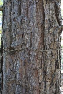 Pinus echinata, bark - of a large tree