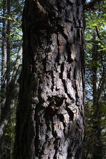 Pinus echinata, bark - of a large tree