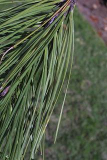 Pinus echinata, leaf - entire needle