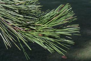 Pinus echinata, leaf - showing orientation on twig