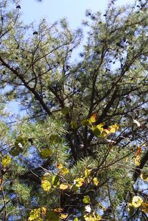 Pinus echinata, whole tree - view up trunk