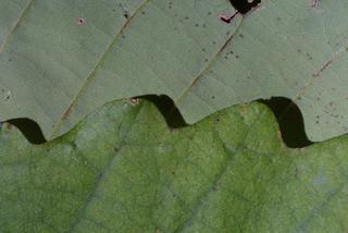 Quercus montana, leaf - margin of upper + lower surface