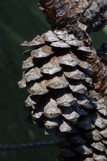 Pinus echinata, cone - female - mature open