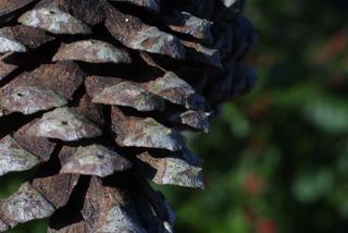 Pinus echinata, cone - female - mature open