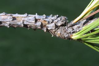 Pinus echinata, twig - after fallen needles