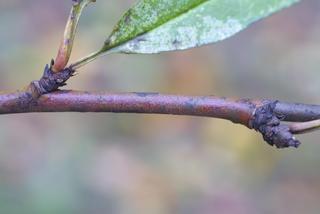 Prunus persica, twig - orientation of petioles