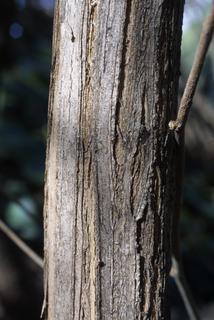 Lonicera maackii, bark - of a small tree or small branch