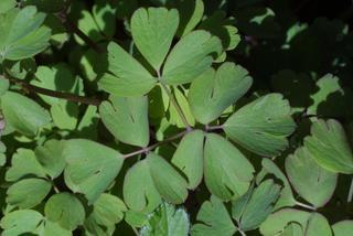 Enemion biternatum, leaf - basal or on lower stem