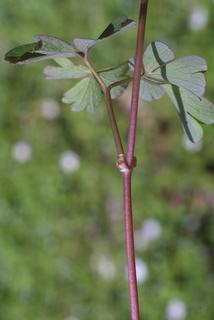 Enemion biternatum, stem - showing leaf bases