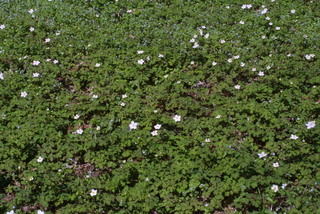 Enemion biternatum, whole plant - in flower - general view