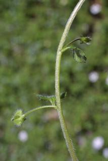 Veronica hederifolia, stem - showing leaf bases