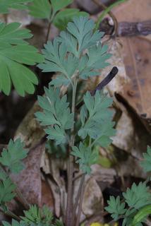 Corydalis flavula, leaf - basal or on lower stem