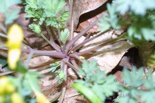 Corydalis flavula, stem - showing leaf bases
