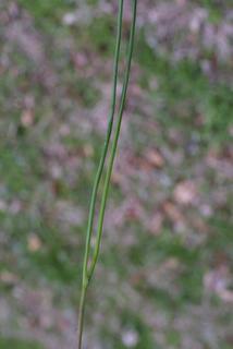 Allium vineale, leaf - on upper stem