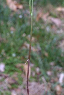 Allium vineale, stem - showing leaf bases