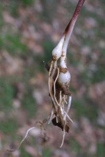 Allium vineale, stem - unspecified