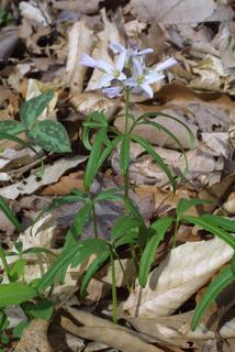 Cardamine concatenata, whole plant - in flower - general view
