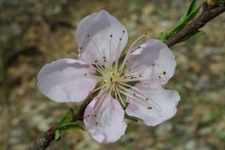 Prunus persica, inflorescence - frontal view of flower