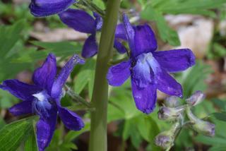 Delphinium tricorne, inflorescence - frontal view of flower