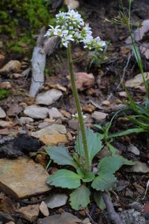 Saxifraga virginiensis, whole plant - in flower - general view