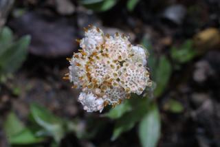Antennaria plantaginifolia, inflorescence - frontal view of flower