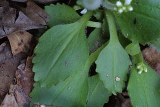 Saxifraga virginiensis, leaf - basal or on lower stem