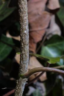 Hedera helix, bark - of a small tree or small branch