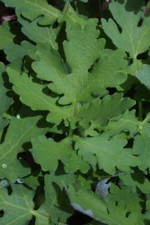 Stylophorum diphyllum, leaf - basal or on lower stem