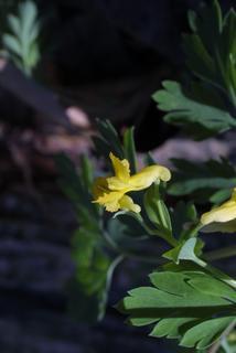 Corydalis flavula, inflorescence - lateral view of flower