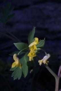 Corydalis flavula, inflorescence - frontal view of flower