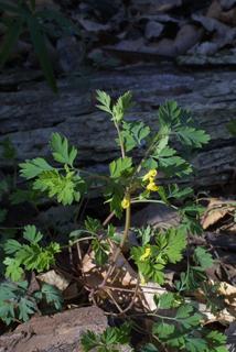 Corydalis flavula, whole plant - in flower - general view