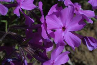 Phlox pilosa, inflorescence - frontal view of flower