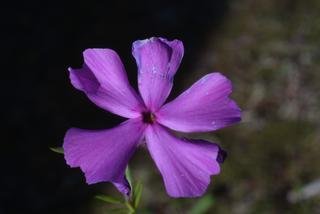 Phlox pilosa, inflorescence - frontal view of flower