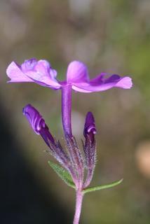 Phlox pilosa, inflorescence - lateral view of flower