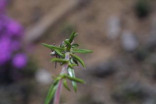 Phlox pilosa, leaf - on upper stem