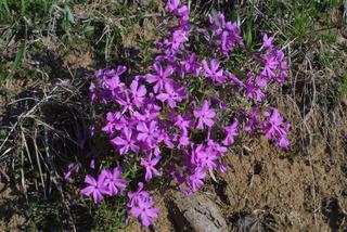 Phlox pilosa, whole plant - in flower - general view