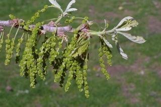 Quercus macrocarpa, inflorescence - whole - unspecified