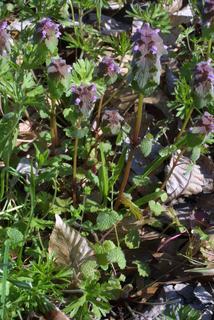Lamium purpureum, whole plant - in flower - general view