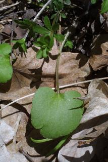Ranunculus abortivus, leaf - basal or on lower stem