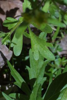 Ranunculus abortivus, leaf - on upper stem