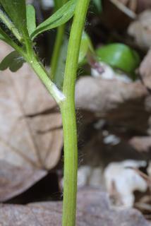 Ranunculus abortivus, stem - showing leaf bases