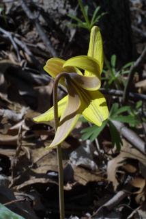 Erythronium americanum, inflorescence - lateral view of flower