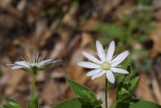 Stellaria pubera, inflorescence - frontal view of flower