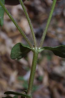Stellaria pubera, stem - showing leaf bases