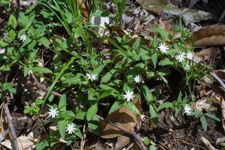 Stellaria pubera, whole plant - in flower - general view